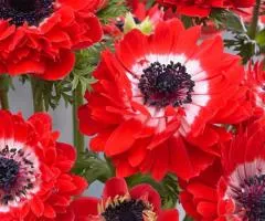 Double-flowered Anemone 'The Governor' 4/5, Bulbs and Corms, 100 pcs.