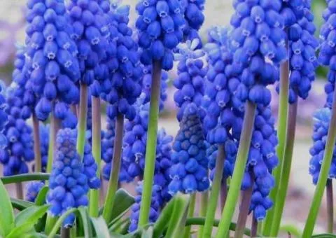 Muscari Armeniacum 8/9, Bulbs and corms, 75 pcs.