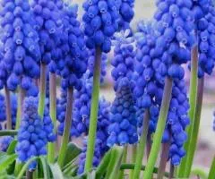 Muscari Armeniacum 8/9, Bulbs and corms, 75 pcs.