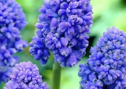 Muscari Blue Spike 7/8, Bulbs and corms, 75 pcs.