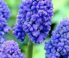 Muscari Blue Spike 7/8, Bulbs and corms, 75 pcs.