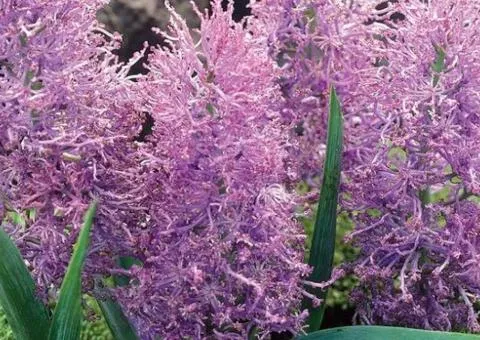 Muscari Comosum Plumosum 7/8, Bulbs and corms, 75 pcs.