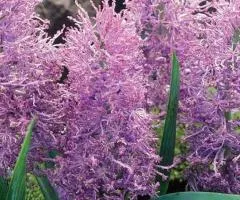 Muscari Comosum Plumosum 7/8, Bulbs and corms, 75 pcs.