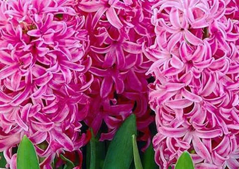 Hyacinth En Melange 14/15, Bulbs and Corms, 30 pcs.