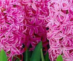 Hyacinth En Melange 14/15, Bulbs and Corms, 30 pcs.