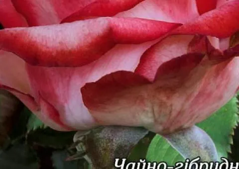 Rose hybrid tea 'Imperatrice' class A, Seedlings, 8 pcs
