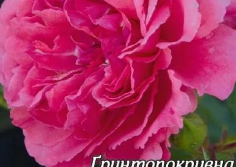 Groundcover double rose Knirps class A, Seedlings, 8 pcs.