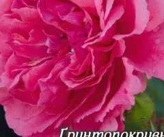 Groundcover double rose Knirps class A, Seedlings, 8 pcs.