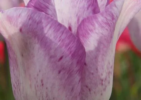 Tulip Triumph Shirley 10/11, Bulbs and corms, 30 pcs.