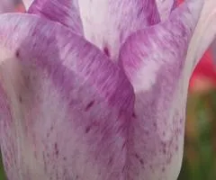 Tulip Triumph Shirley 10/11, Bulbs and corms, 30 pcs.