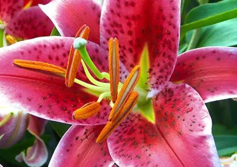 Lily tiger Oriental Stargazer 12/14, Bulbs and corms, 10 pcs.