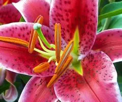 Lily tiger Oriental Stargazer 12/14, Bulbs and corms, 10 pcs.