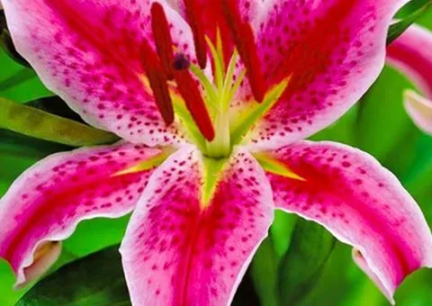 Oriental lily Mero Star 12/14, Bulbs and corms, 10 pcs