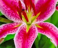 Oriental lily Mero Star 12/14, Bulbs and corms, 10 pcs