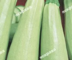 Кабачок Белоплодный 3 г, Семена овощей, 20 шт.