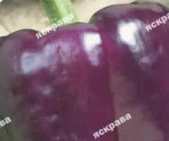 Перец синий Ода 0.3 г, Семена овощей, 20 шт.