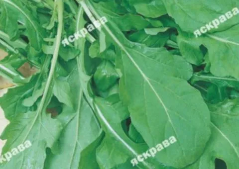 Arugula 1 g, Seeds, 20 pcs.