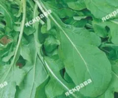 Arugula 1 g, Seeds, 20 pcs.
