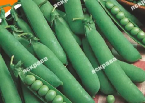 Sugar pea 'Vegetable Wonder' 30 g, Vegetable seeds, 10 pcs.