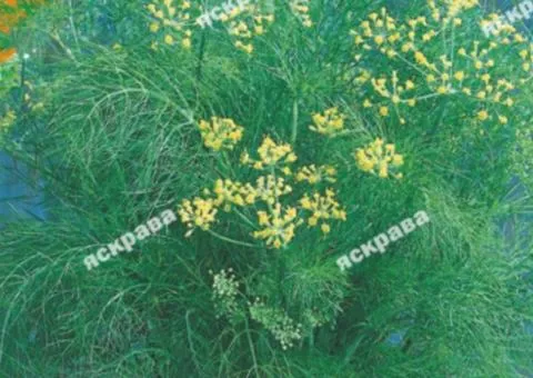Кріп кущовий Салют 20 г, Насіння овочів, 10 шт.