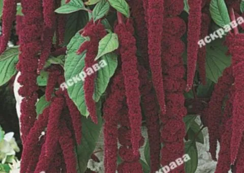 Amaranth Caudatus 0.5 g, Flower Seeds, 20 pcs