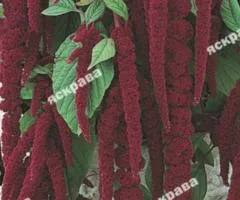Amaranth Caudatus 0.5 g, Flower Seeds, 20 pcs