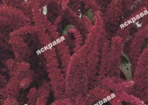 Amaranth 'Metelchastiy' 0.3 g, Flower Seeds, 20 pcs.