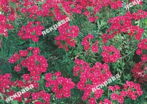 Verbena hybrid Hanging mix 0.1 g, Flower seeds, 20 pcs