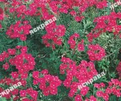 Verbena hybrid Hanging mix 0.1 g, Flower seeds, 20 pcs