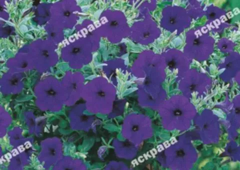 Nierembergia Blue trailing 0.05 g, Flower seeds, 20 pcs.