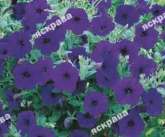 Nierembergia Blue trailing 0.05 g, Flower seeds, 20 pcs.