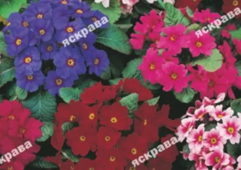 Primula Grandiflora (Primula) mix 0.1 g, Flower seeds, 20 pcs