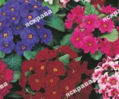 Primula Grandiflora (Primula) mix 0.1 g, Flower seeds, 20 pcs