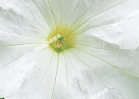Petunia Large-flowered White 0.005 g, Flower seeds, 20 pcs.