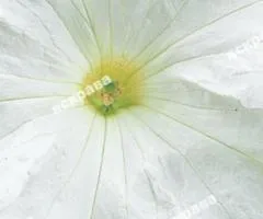 Petunia Large-flowered White 0.005 g, Flower seeds, 20 pcs.