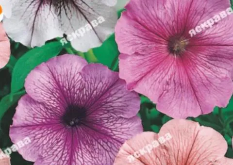 Petunia trailing mix 0.015 g, Flower seeds, 20 pcs