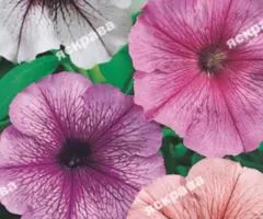 Petunia trailing mix 0.015 g, Flower seeds, 20 pcs
