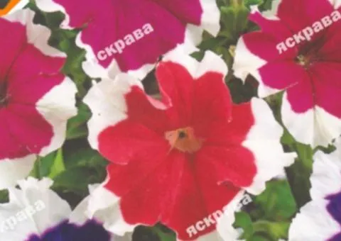 Petunia trailing Picotee mix 0.005 g, Flower seeds, 20 pcs