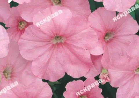 Petunia miniature Pink 0.1 g, Flower seeds, 20 pcs