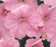 Petunia miniature Pink 0.1 g, Flower seeds, 20 pcs