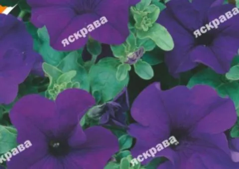 Petunia miniature Purple 0.1 g, Flower seeds, 20 pcs
