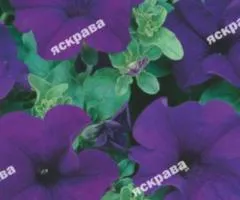Petunia miniature Purple 0.1 g, Flower seeds, 20 pcs