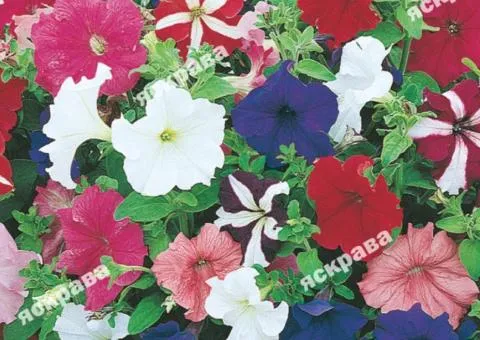 Petunia Giant Mixed Colors 0.015 g, Flower Seeds, 20 pcs.
