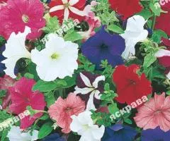 Petunia Giant Mixed Colors 0.015 g, Flower Seeds, 20 pcs.