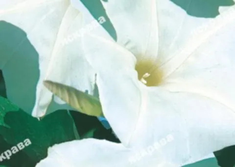 Ipomoea tricolor White 1.0 g, Flower Seeds, 20 pcs