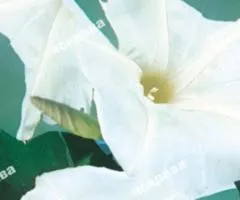 Ipomoea tricolor White 1.0 g, Flower Seeds, 20 pcs