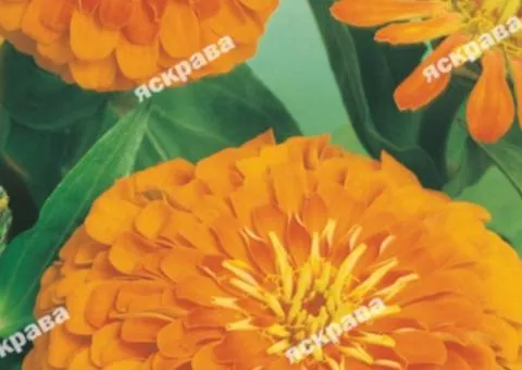 Zinnia double Eldorado 0.5 g, Flower seeds, 20 pcs.