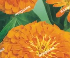 Zinnia double Eldorado 0.5 g, Flower seeds, 20 pcs.