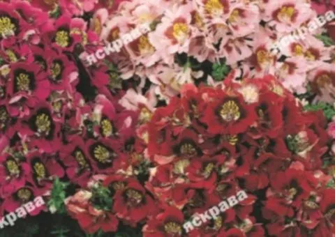 Schizanthus Monarch mix 0.3 g, Flower seeds, 20 pcs.