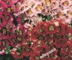Schizanthus Monarch mix 0.3 g, Flower seeds, 20 pcs.